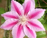Beautiful  Rare Pink Clematis Seeds Perennial Flowers Bloom Seed Free Sh... - $3.45+