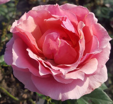 Princesse de Monaco Grandiflora Pink Rose 5 plant plant plant (For Spring &amp; Summ - £134.25 GBP