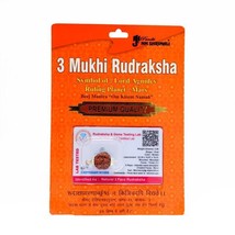 3 Mukhi Rudraksha Nepali/Teen Mukhi Rudraksha Pendant Original Certified Big Siz - £23.72 GBP