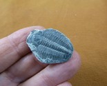 (F704-1) Trilobite fossil trilobites extinct marine arthropod I love fos... - $14.01