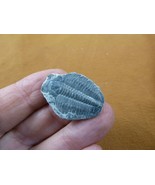 (F704-1) Trilobite fossil trilobites extinct marine arthropod I love fos... - $14.01