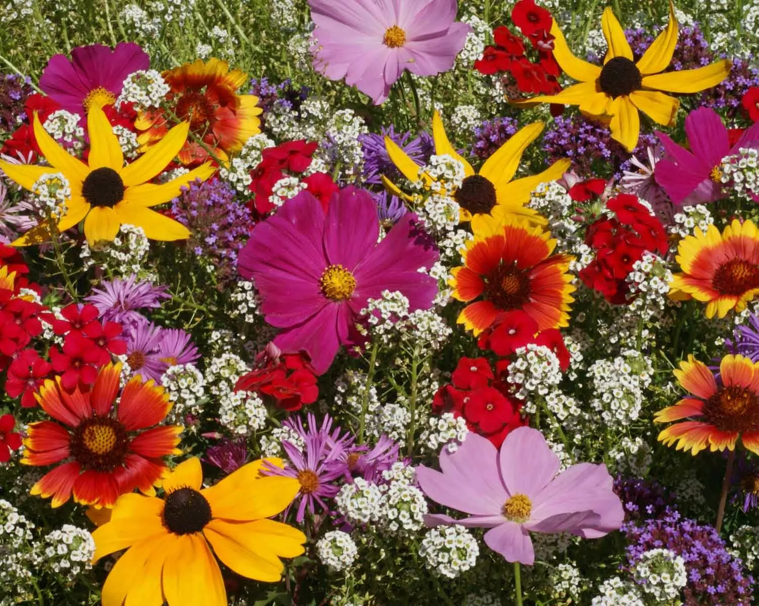 Butterfly Wildflower Mix with Milkweed – 500 Non-GMO Seeds - $8.00