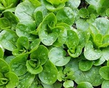 Dutch Corn Salad Seeds 200 Broad Leaved Mache Lamb&#39;S Lettuce Fast Shipping - $8.99