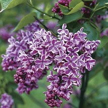 Syringa vulgaris &#39;Sensation&#39; Lilac - Live Plant - 4&quot; Pot Size - $25.00
