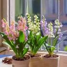 Lily of the Valley Seeds Flower Seeds Garden Plants Elegant and Beautifu... - $6.99
