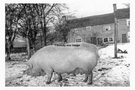 pt4728 - Denby Dale Toby Wood Farm Possibly 43 Stone Pig, Yorks - print 6x4 - $2.80