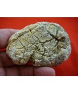 (k-3070) 50 g Rare Kauri tree Gum copal young Amber New Zealand Tane Mahuta - $779.40 MXN