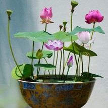 15 Seeds Lotus Flower/ Nelumbo nucifera/ sacred lotus/Grow lotus for Goo... - $6.99