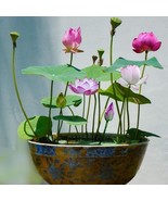 15 Seeds Lotus Flower/ Nelumbo nucifera/ sacred lotus/Grow lotus for Goo... - £5.48 GBP
