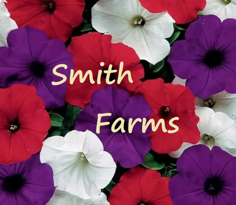 SKMO Trailing Petunia Red White Purple Flowers 30 Seeds - $10.60