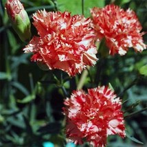 Carnation Chabaud Avranchin 50 Seeds  - £4.78 GBP