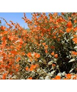 Desert Mallow Wildflower 25 Seeds Sphaeralcea, ambigua Sonoran Mojave De... - £7.87 GBP