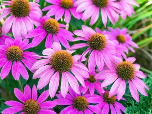 250+ Purple Coneflower Seeds For Planting Excellent Butterfly Flower Fre... - £16.50 GBP