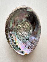 Iridescent Giant Abalone Shell: Rainbow Seashell Decor, Smudging Bowl, C... - $52.92