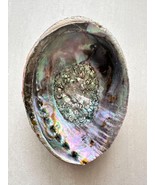 Iridescent Giant Abalone Shell: Rainbow Seashell Decor, Smudging Bowl, C... - $974.60 MXN