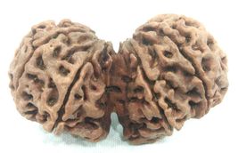 Super Collector Gauri Shankar Rudraksha - 41.27 mm - Nepal - IGL Certified - $269.19 CAD