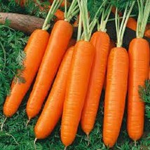 Premium Scarlet Nantes Carrot Fresh Organic Heirloom Seed Ever - $9.00
