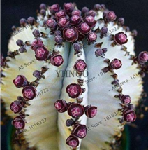 Euphorbia obesa Basketball Sea Urchin Bonsai100 Pieces Living Baseball G... - $4.68