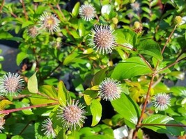 30 Chinese Buttonbush Seeds Adina Rubella Gardening Beautiful USA SHIPPING - £7.12 GBP