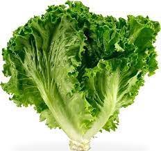 10 Seeds Hongkong Ice Berg Lettuce Item image 3