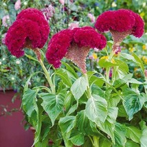 30 Toreador Cockscomb Celosia Seeds Flower - £14.58 GBP