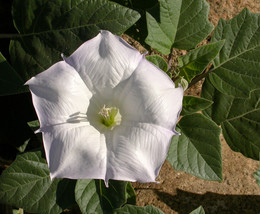 20 Seeds Datura wrightii Regel 1859 - £23.12 GBP