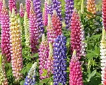 Russell Lupine Flower Seeds 50 Mixed Colors Perennial Garden Fast Shipping - £7.20 GBP