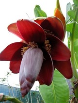AW M Balbisiana 10 Seeds Wild Banana Fruit Berry Tree Ornamental Garden ... - $10.89