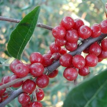 Delightful Autumn Olive Rooted Plant 8-12 Inches Tall 1 year old - £25.57 GBP