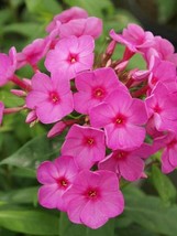 TISSEEDS 50 Flame Phlox Seeds Flower Perennial Seed Flowers Butterfly 1245 Selle - £7.12 GBP