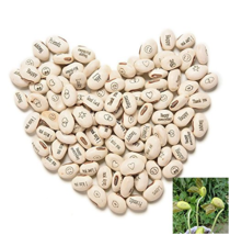 100 Seeds Lot Mini Magic White Bean Gift Plant Growing Message Word Love Office  - $8.22