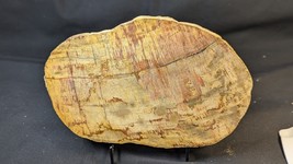Petrified Wood Large Decorative Crystal Slice ≥9.0&quot; &amp; over 2.0 lb (Item #9) - $1,106.27 MXN