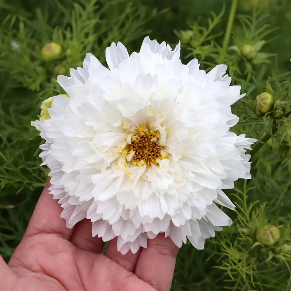 Cosmos bipinnatus Double Click Snow Puff 100 seeds - $11.50 CAD