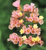 STATICE Apricot+150 seeds +Apricot Flower+Cut Dried Flowers+BUY 2 Get 1 FREE - £5.28 GBP