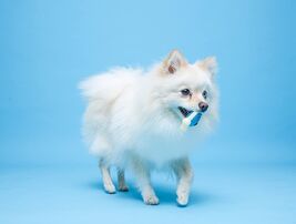 Hartz Chew 'n Clean Tuff Bone Bacon Scented Dental Dog Chew Toy Extra Small - $46.92 MXN Hartz Chew 'n Clean Tuff Bone Bacon Scented Dental Dog Chew Toy Extra Small - $46.92 MXN