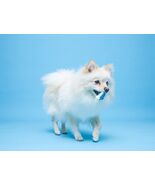 Hartz Chew 'n Clean Tuff Bone Bacon Scented Dental Dog Chew Toy Extra Small - €2,18 EUR Hartz Chew 'n Clean Tuff Bone Bacon Scented Dental Dog Chew Toy Extra Small - €2,18 EUR