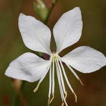 OKB 30 Gaura ‘Cool Breeze’ Wandflower Seeds - Bright White Elegant Flowe... - $14.70