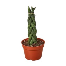 Snake Plant Braided-8" Pot - $1,754.13 MXN