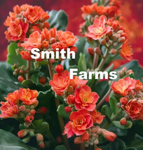 VP 25 Seeds Flaming Katy Flower Kalanchoe Blossfeldiana - $6.04