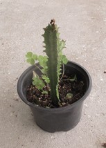 Euphorbia Trigona succulent cactus plant 7&quot; Tall - $18.80