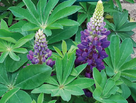 Lupine Seeds Lupini Blue Shades 25 Seeds Perennial Seeds Lupinus Seedsgarden Bea - £16.56 GBP