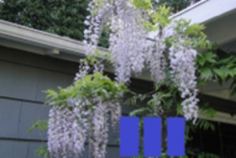 Wisteria floribunda Anwen 8-10 inches tall, grafted plant, New Variety - £22.52 GBP