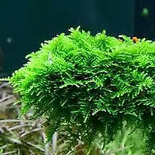 BUY 2 GET 1 FREE - Java Fern Microsorum Pteropus Small Easy Live Aquarium Plant - $13.79