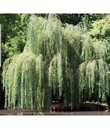 25 Weeping Willow Tree Cuttings  Big Fresh Cuttings  - £22.41 GBP