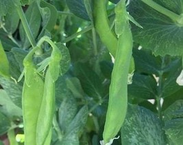 THJAR Pea Seeds - Organic, Heirloom, Open Pollinated, Non GMO - Grow Ind... - $2.31