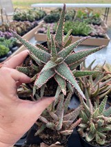 Aloe Purple Haze Hybrid Aloe 3.5&quot; Pot Live Plant - £13.91 GBP