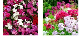 1200 Seeds Phlox TALL MIX 18&quot; Pink White Red Flowers Spring Pure Seeds  - £21.50 GBP