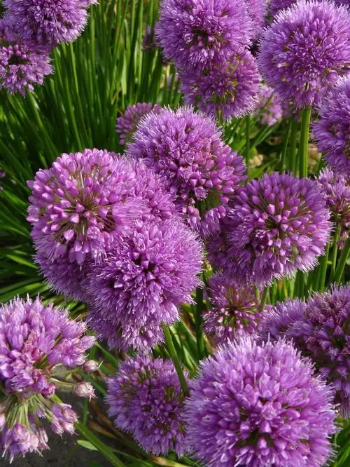1.sun allium MILLENNIUM purple 2.5&quot; pot  Live Potted Plant for Home Garden - £15.66 GBP