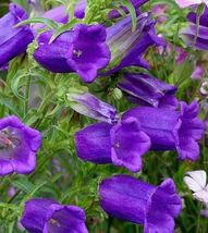 300 Seeds Purple Canterbury Bells Campanula Hummingbird Organic From Us - £7.90 GBP