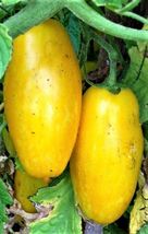 50 Ct Seeds Banana Legs Yellow Tomato Vegetable Heirloom NON-GMO - £9.39 GBP
